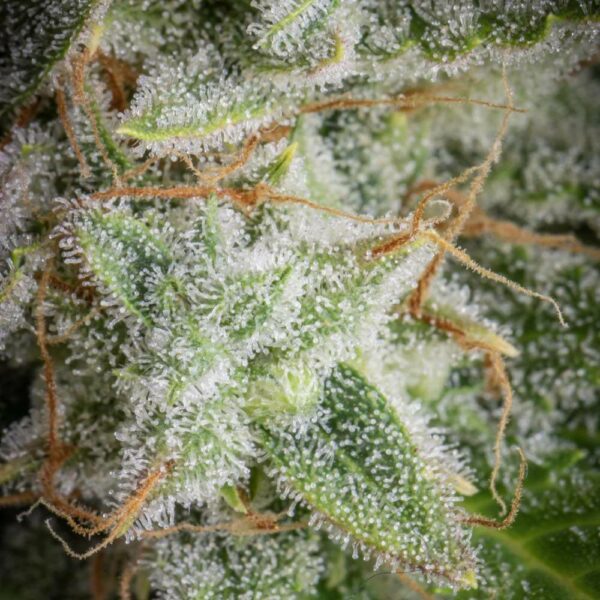 Flowering Orange Sherbet Auto Fast Buds cannabis seeds autoflowering and feminized to buy in Greece and Europe Wholesale and Retail.