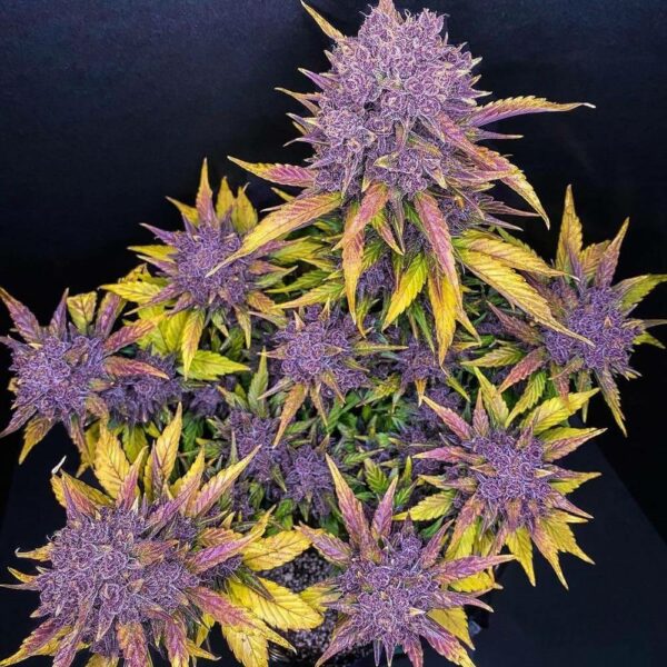 Plants Purple Lemonade Auto FastBuds cannabis seeds autoflowering and feminized to buy in Greece and Europe Wholesale and Retail.