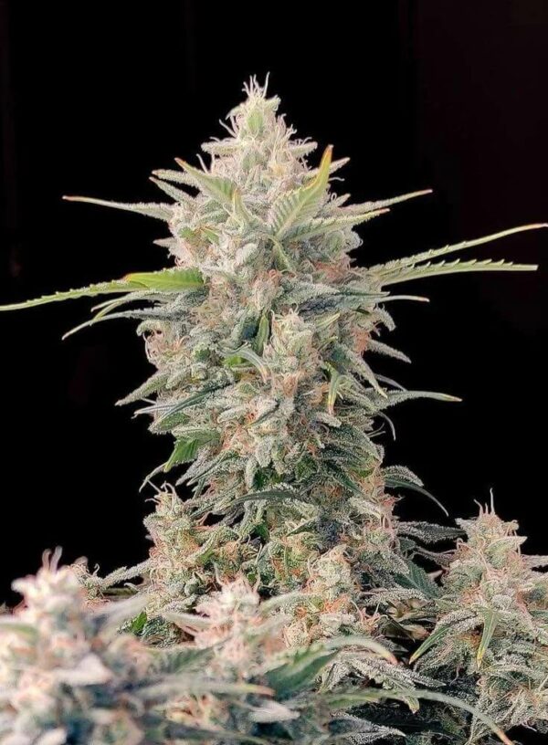 Fast Buds cannabis seeds autoflowering and feminized to buy in Greece and Europe Wholesale and Retail.