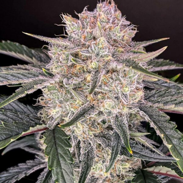 Plant Strawberry Gorilla Auto Fast Buds cannabis seeds autoflowering and feminized to buy in Greece and Europe Wholesale and Retail.