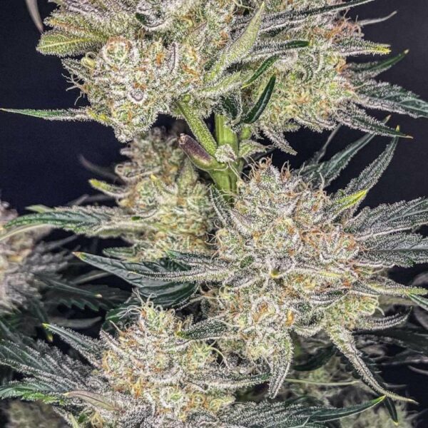 Flowering Strawberry Gorilla Auto Fast Buds cannabis seeds autoflowering and feminized to buy in Greece and Europe Wholesale and Retail.