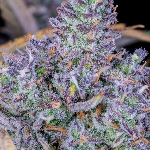 Plant Tropicana Cookies Auto FastBuds cannabis seeds autoflowering and feminized to buy in Greece and Europe Wholesale and Retail.