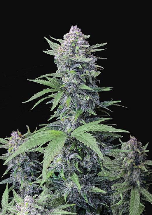 Flowering Tropicana Cookies Auto FastBuds cannabis seeds autoflowering and feminized to buy in Greece and Europe Wholesale and Retail.