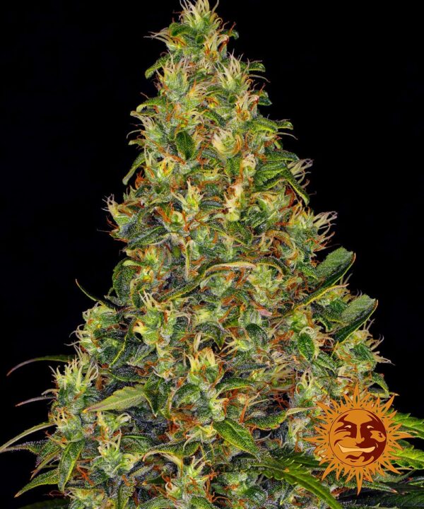 Amnesia Haze Auto Barney’s Farm Blooming cannabis seeds autoflowering and feminized to buy in Greece and Europe Wholesale and Retail.