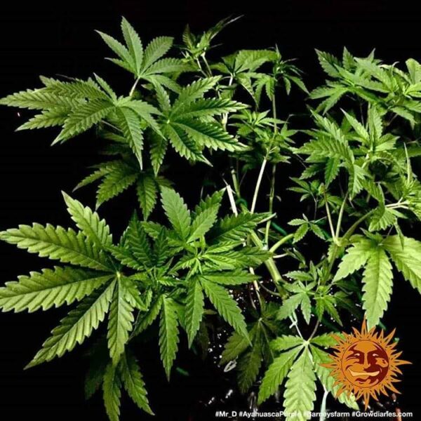 Plants Ayahuasca Purple Barney's Farm cannabis seeds autoflowering and feminized to buy in Greece and Europe Wholesale and Retail.