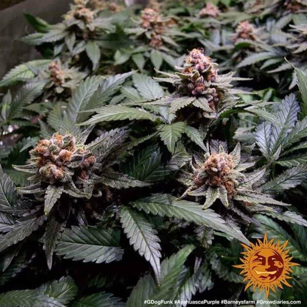 Plant Ayahuasca Purple Barney's Farm cannabis seeds autoflowering and feminized to buy in Greece and Europe Wholesale and Retail.