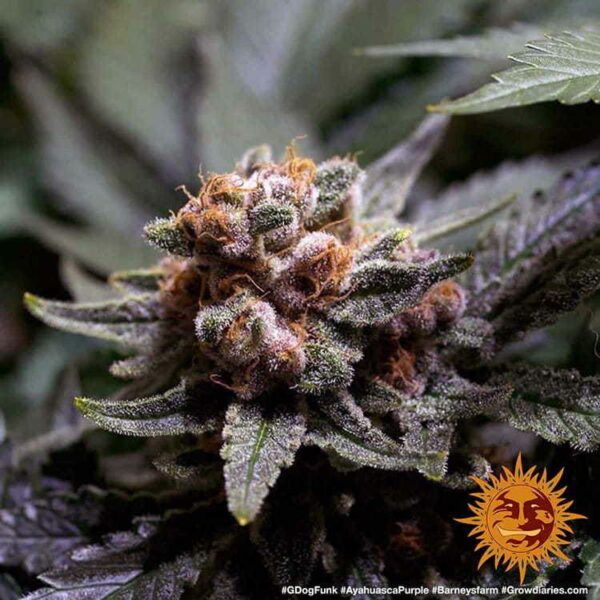 Bud Ayahuasca Purple Barney's Farm  cannabis seeds autoflowering and feminized to buy in Greece and Europe Wholesale and Retail.