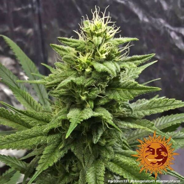 Flowering Blue Gelato 41 Barney's Farm cannabis seeds autoflowering and feminized to buy in Greece and Europe Wholesale and Retail.