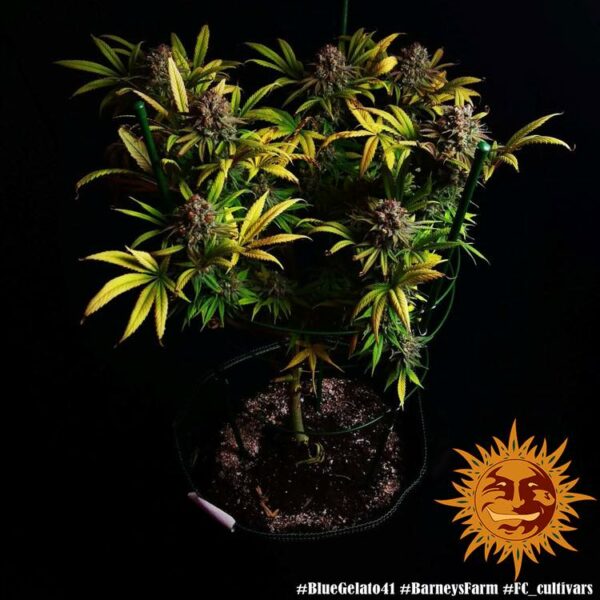 Plants Blue Gelato 41 Barney's Farm cannabis seeds autoflowering and feminized to buy in Greece and Europe Wholesale and Retail.