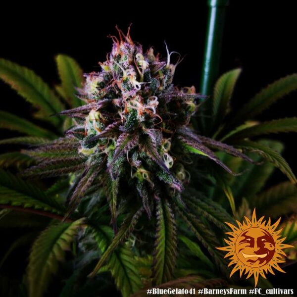 Barney's Farm cannabis seeds autoflowering and feminized to buy in Greece and Europe Wholesale and Retail.