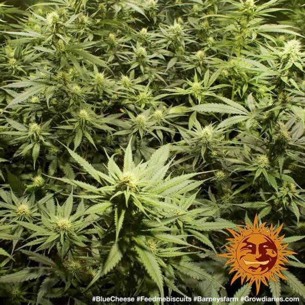 Plants Blueberry Cheese Barney's Farm cannabis seeds autoflowering and feminized to buy in Greece and Europe Wholesale and Retail.