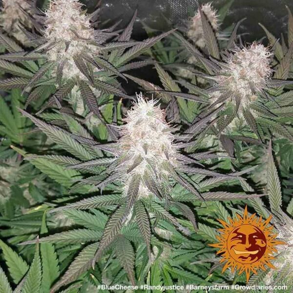 Flowering Blueberry Cheese Barney's Farm cannabis seeds autoflowering and feminized to buy in Greece and Europe Wholesale and Retail.