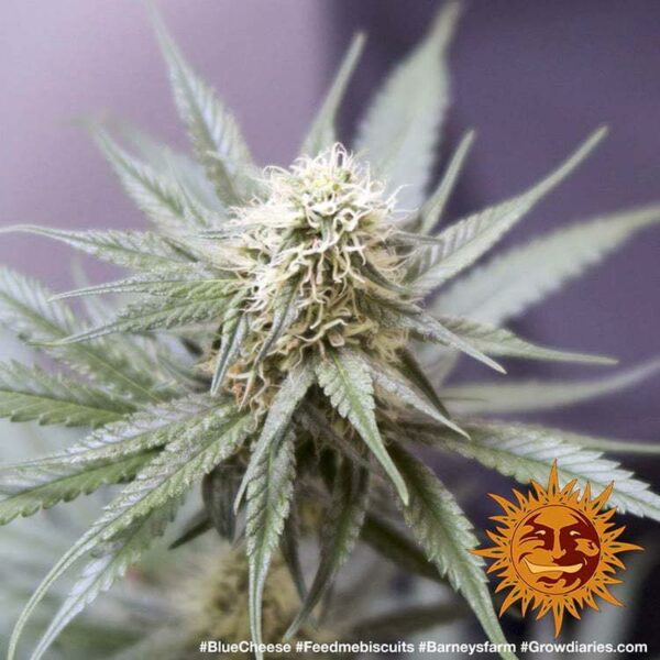 Blueberry Cheese Barney's Farm cannabis seeds autoflowering and feminized to buy in Greece and Europe Wholesale and Retail.