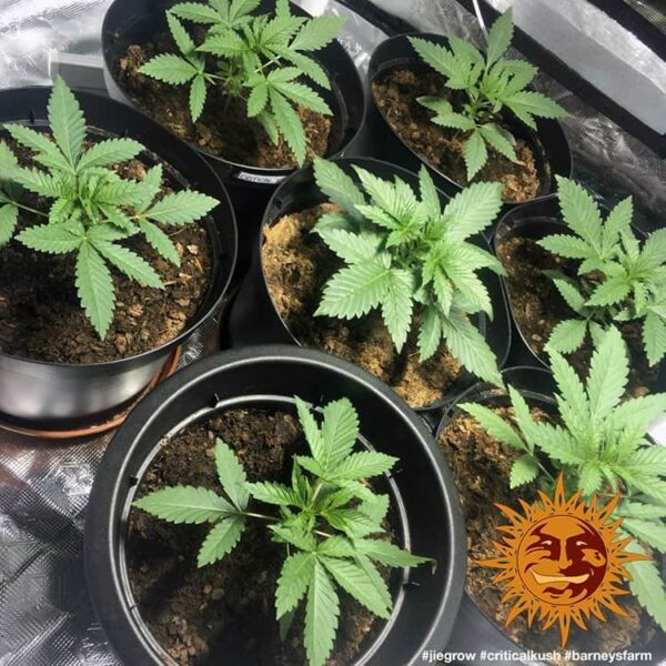 Plants Critical Kush Barney’s Farm cannabis seeds autoflowering and feminized to buy in Greece and Europe Wholesale and Retail.