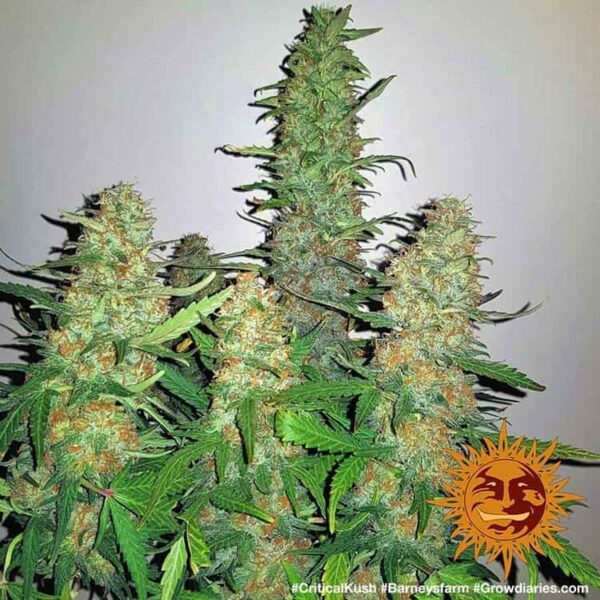 Flowering Critical Kush Barney’s Farm cannabis seeds autoflowering and feminized to buy in Greece and Europe Wholesale and Retail.