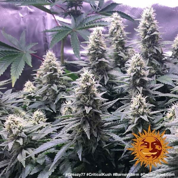 Flowers Critical Kush Barney’s Farm cannabis seeds autoflowering and feminized to buy in Greece and Europe Wholesale and Retail.