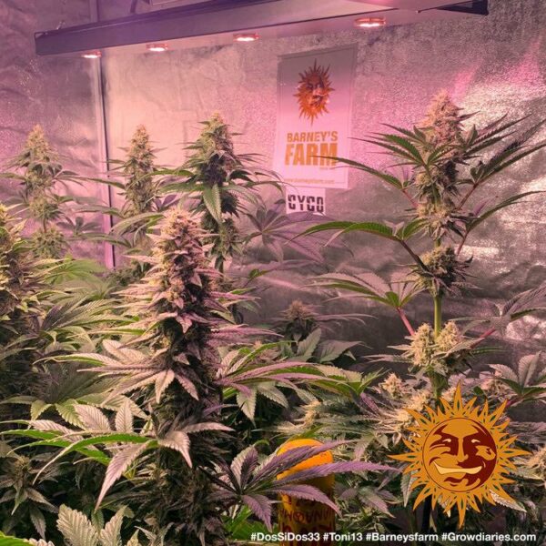 Plants Dos-Si-Dos Barney's Farm cannabis seeds autoflowering and feminized to buy in Greece and Europe Wholesale and Retail.