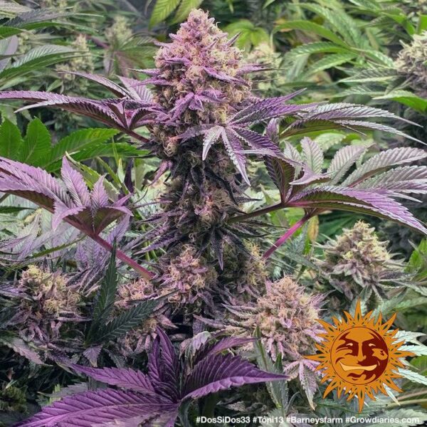 Flowering Dos-Si-Dos Barney's Farm cannabis seeds autoflowering and feminized to buy in Greece and Europe Wholesale and Retail.
