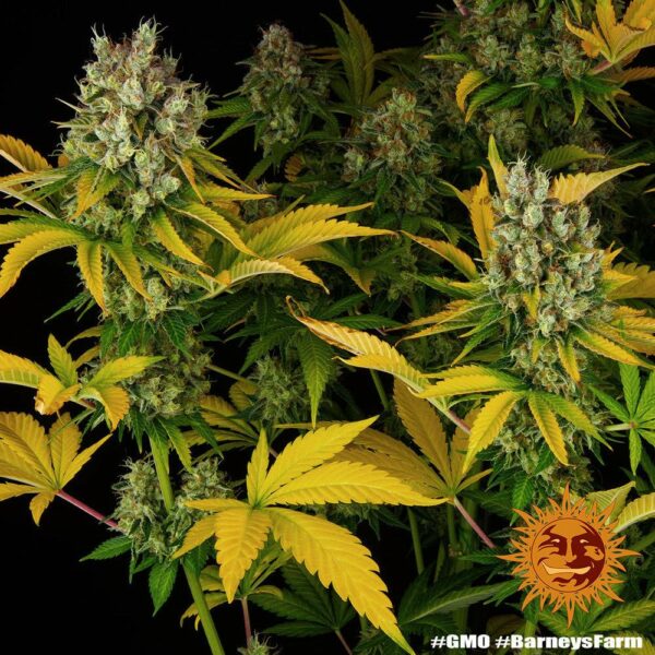 GMO Barney’s Farm Blooming cannabis seeds autoflowering and feminized to buy in Greece and Europe Wholesale and Retail.