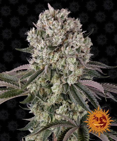 Flowering Glookies Barney’s Farm cannabis seeds autoflowering and feminized to buy in Greece and Europe Wholesale and Retail.