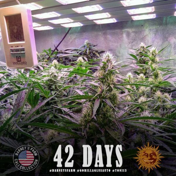 Plants Gorilla Glue Auto Barney's Farm cannabis seeds autoflowering and feminized to buy in Greece and Europe Wholesale and Retail.