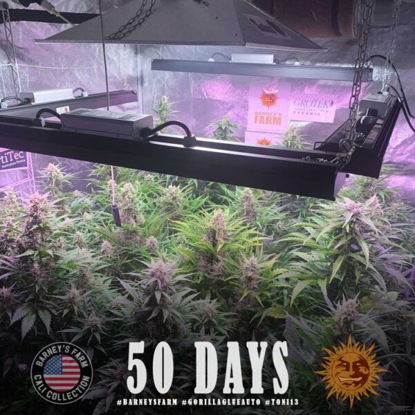 Flowering Gorilla Glue Auto Barney's Farm cannabis seeds autoflowering and feminized to buy in Greece and Europe Wholesale and Retail.