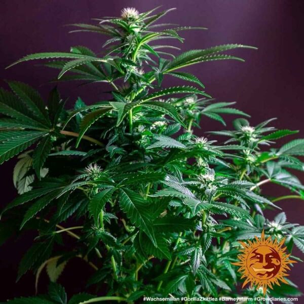 Gorilla Zkittlez Barney’s Farm Blooming cannabis seeds autoflowering and feminized to buy in Greece and Europe Wholesale and Retail.