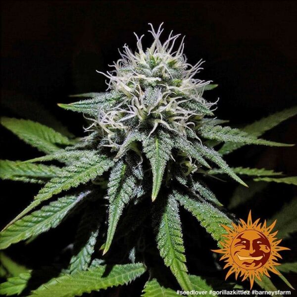 Plant Gorilla Zkittlez Barney’s Farm cannabis seeds autoflowering and feminized to buy in Greece and Europe Wholesale and Retail.