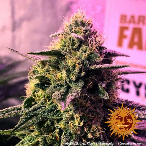 Plants Gorilla Zkittlez Barney’s Farm cannabis seeds autoflowering and feminized to buy in Greece and Europe Wholesale and Retail.