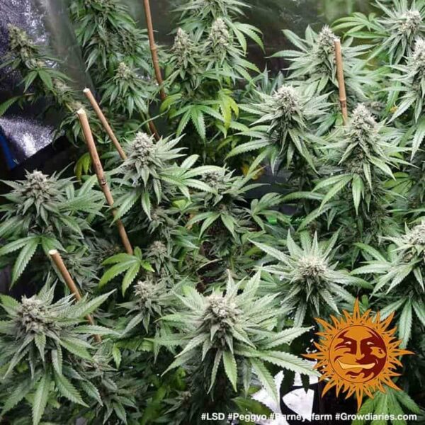 Plants LSD Barney's Farm cannabis seeds autoflowering and feminized to buy in Greece and Europe Wholesale and Retail.