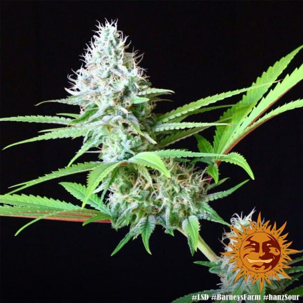 Plant LSD Barney's Farm cannabis seeds autoflowering and feminized to buy in Greece and Europe Wholesale and Retail.