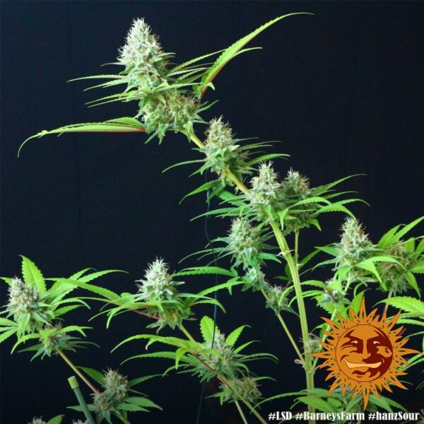 Flowering LSD Barney's Farm cannabis seeds autoflowering and feminized to buy in Greece and Europe Wholesale and Retail.