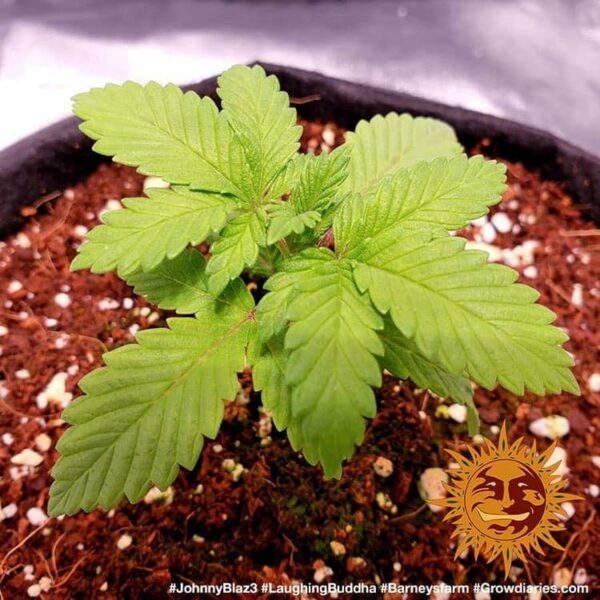 Plant Laughing Buddha Barney's Farm cannabis seeds autoflowering and feminized to buy in Greece and Europe Wholesale and Retail.