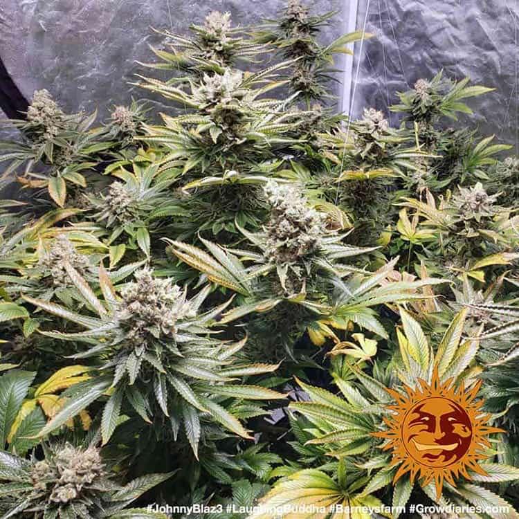 Plants Laughing Buddha Barney's Farm cannabis seeds autoflowering and feminized to buy in Greece and Europe Wholesale and Retail.