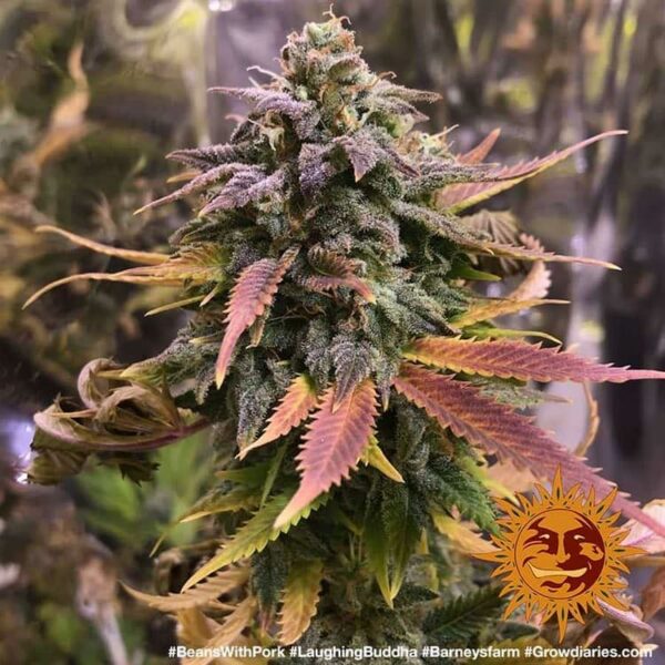 Flowering Laughing Buddha Barney's Farm cannabis seeds autoflowering and feminized to buy in Greece and Europe Wholesale and Retail.