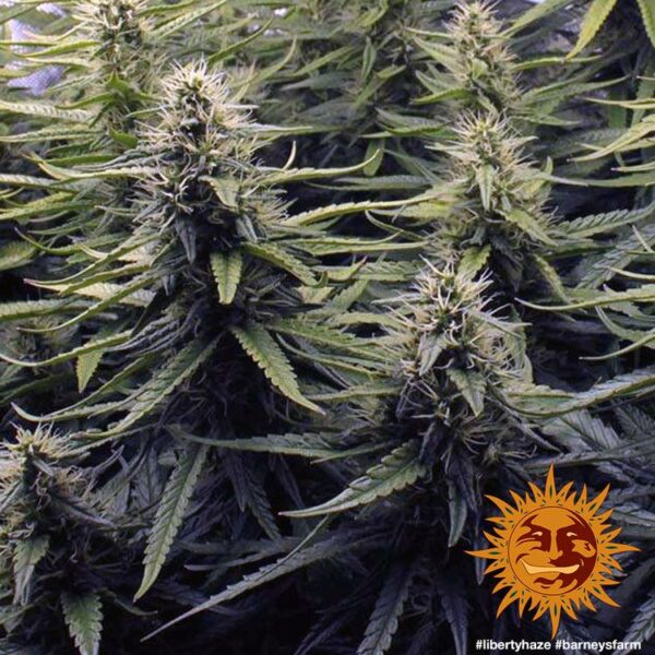 Plants Liberty Haze Barney’s Farm cannabis seeds autoflowering and feminized to buy in Greece and Europe Wholesale and Retail.