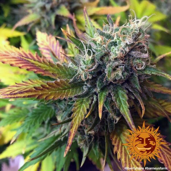 Plant Liberty Haze Barney’s Farm cannabis seeds autoflowering and feminized to buy in Greece and Europe Wholesale and Retail.