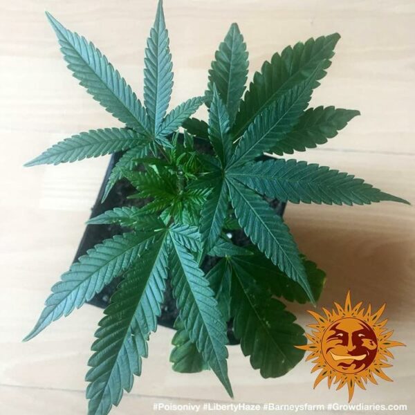 Flowering Liberty Haze Barney’s Farm cannabis seeds autoflowering and feminized to buy in Greece and Europe Wholesale and Retail.