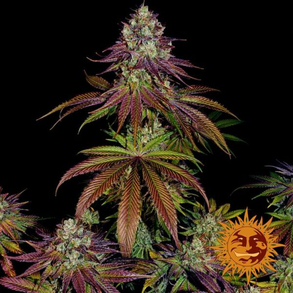 Plant Mimosa EVO Barney's Farm cannabis seeds autoflowering and feminized to buy in Greece and Europe Wholesale and Retail.
