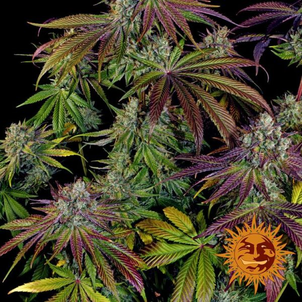 Plants Mimosa EVO Barney's Farm cannabis seeds autoflowering and feminized to buy in Greece and Europe Wholesale and Retail.