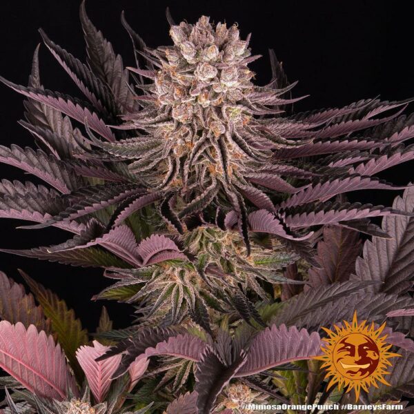 Barney’s Farm cannabis seeds autoflowering and feminized to buy in Greece and Europe Wholesale and Retail.