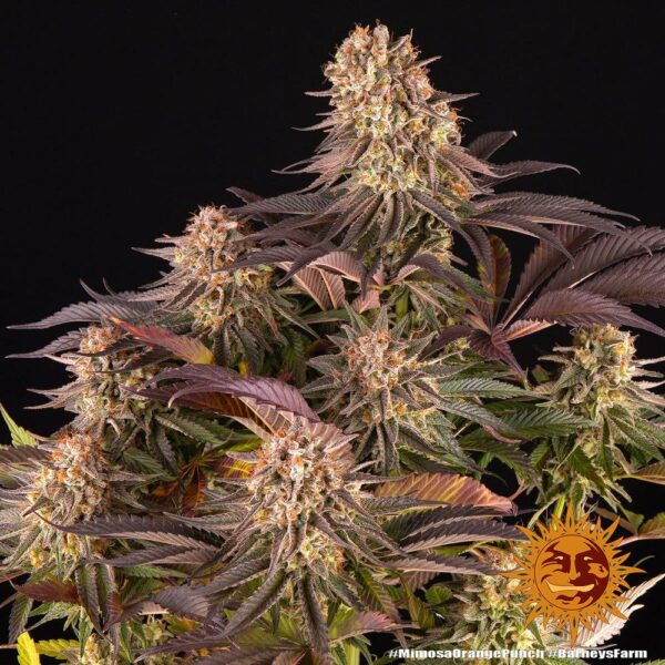 Plants Mimosa x Orange Punch Barney's Farm cannabis seeds autoflowering and feminized to buy in Greece and Europe Wholesale and Retail.