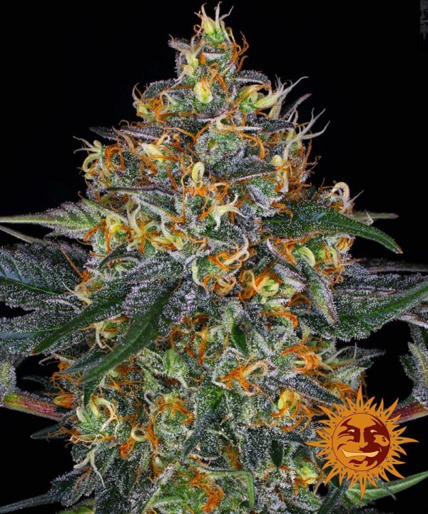 Moby Dick Auto Barney’s Farm Blooming cannabis seeds autoflowering and feminized to buy in Greece and Europe Wholesale and Retail.