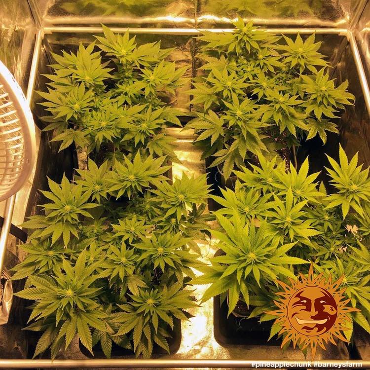 Plants Pineapple Chunk Barney's Farm cannabis seeds autoflowering and feminized to buy in Greece and Europe Wholesale and Retail.