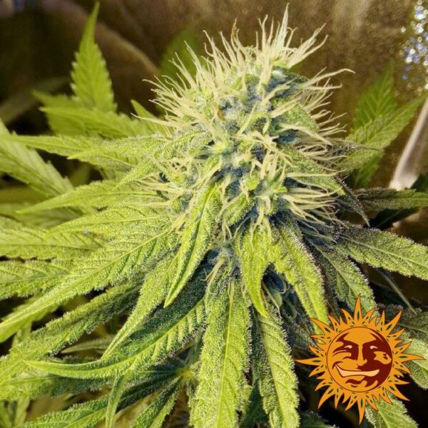 Flowering Pineapple Chunk Barney's Farm cannabis seeds autoflowering and feminized to buy in Greece and Europe Wholesale and Retail.