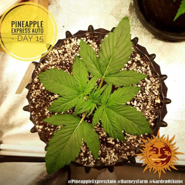 Plant Pineapple Express Auto Barney's Farm cannabis seeds autoflowering and feminized to buy in Greece and Europe Wholesale and Retail.