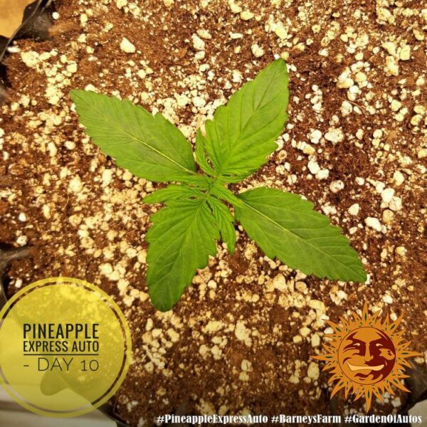 Flowering Pineapple Express Auto Barney's Farm cannabis seeds autoflowering and feminized to buy in Greece and Europe Wholesale and Retail.