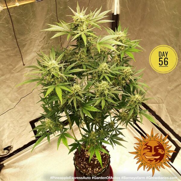 Plants Pineapple Express Auto Barney's Farm cannabis seeds autoflowering and feminized to buy in Greece and Europe Wholesale and Retail.
