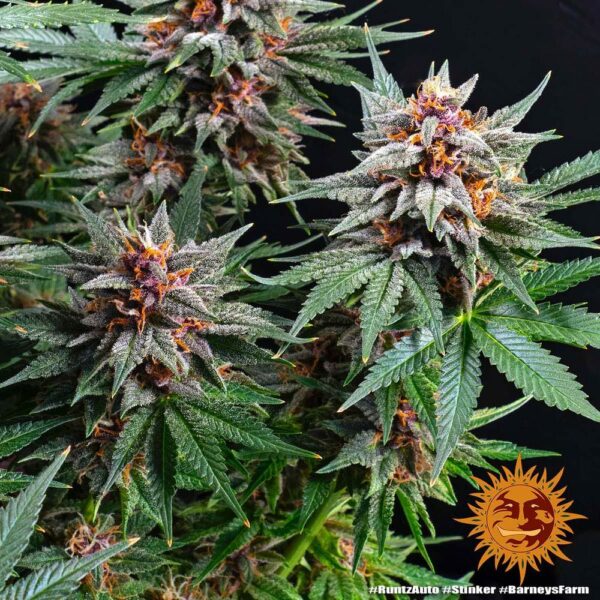 Flowering Runtz Auto Barney's Farm cannabis seeds autoflowering and feminized to buy in Greece and Europe Wholesale and Retail.