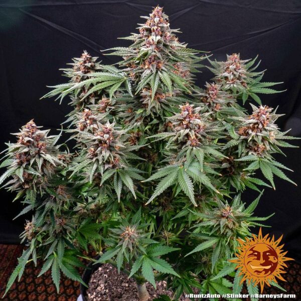 Plants Runtz Auto Barney's Farm cannabis seeds autoflowering and feminized to buy in Greece and Europe Wholesale and Retail.